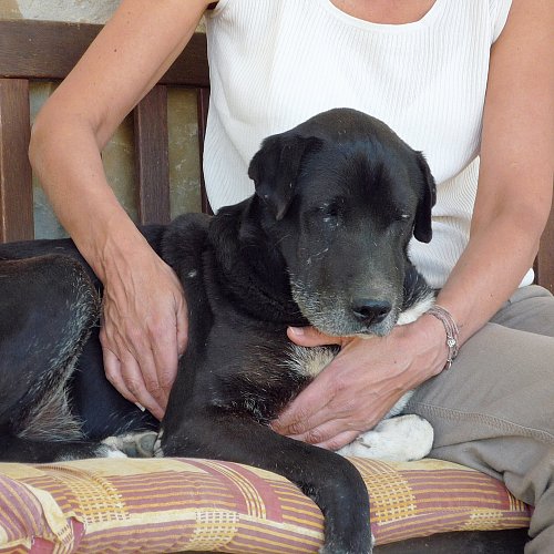 Körperbehandlung / EMMETT Technique / Akupressur / tierisch berührt / Beatrix Schürch