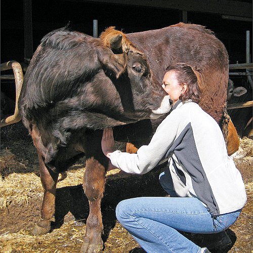 Körperbehandlung / EMMETT Technique / Akupressur / tierisch berührt / Beatrix Schürch
