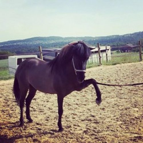 Pferd | Annette E. und Kaepa