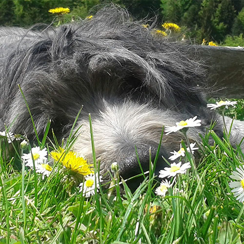 Hund | Bruno B. und Grimo