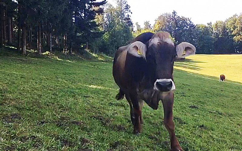 tierisch berührt / Beatrix Schürch / Tierbehandlung / EMMETT Technique / Tier-Akupressur