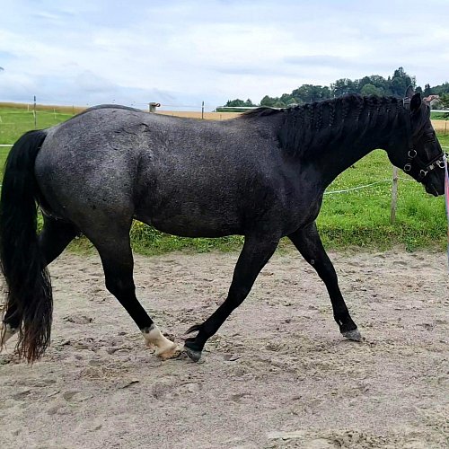 Pferd | Noreen W. und Bigi