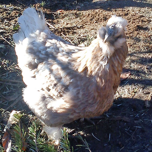 Huhn | Katrin B. und Gusti