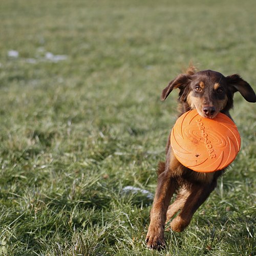 Hund | Familie H. und Ogya