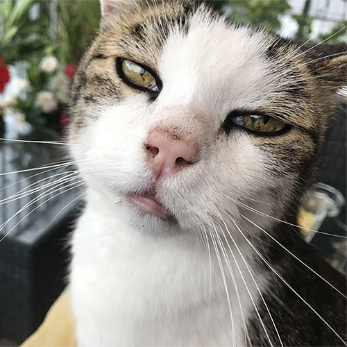 Katze | Daniela L. und Luke