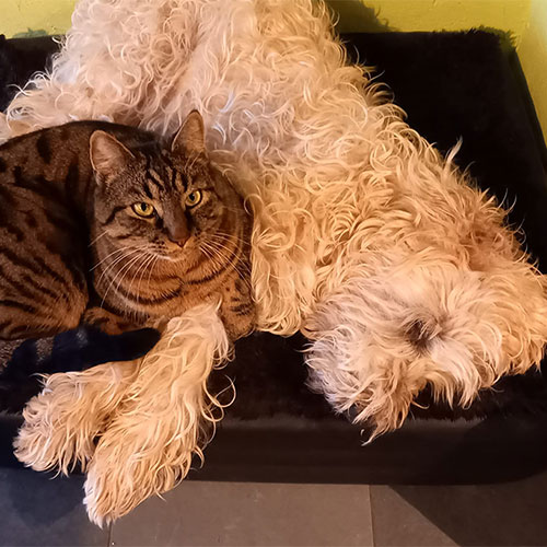 Hund | Katrin B. und Saadi
