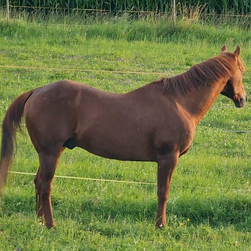 Pferd | Noreen W. und Surci