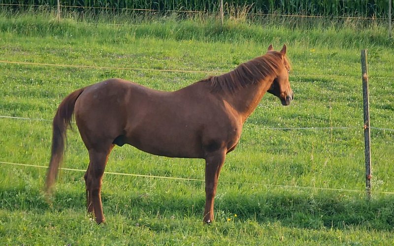 tierisch berührt / Beatrix Schürch / Tierbehandlung / EMMETT Technique / Tier-Akupressur
